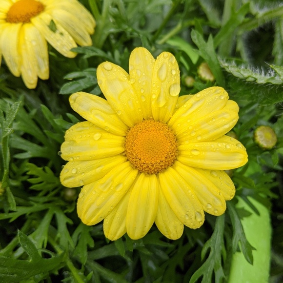 Meet your Posher, Samantha - Picture 1 of 1